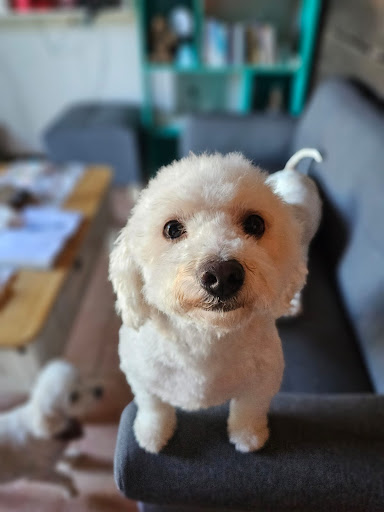 Peluqueria canina Mimaditos