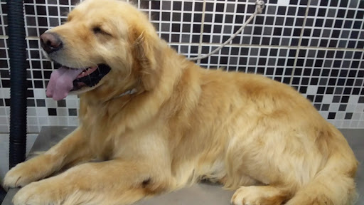 Peluqueados Peluqueria Canina