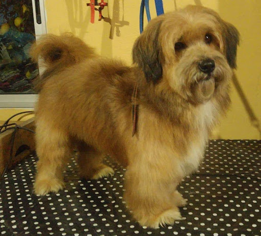 Mascoquetos pelu canina