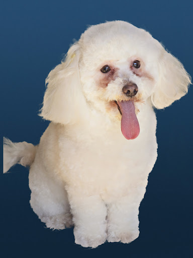 Peloss Alma Estética canina