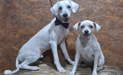 Max Peluquería Canina