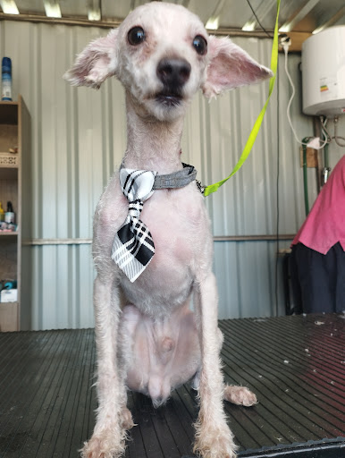 Rj peluquería canina