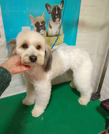 Estética canina Dagalu