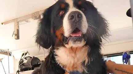 Estética canina Dagalu 1 estetica canina dagalu 1