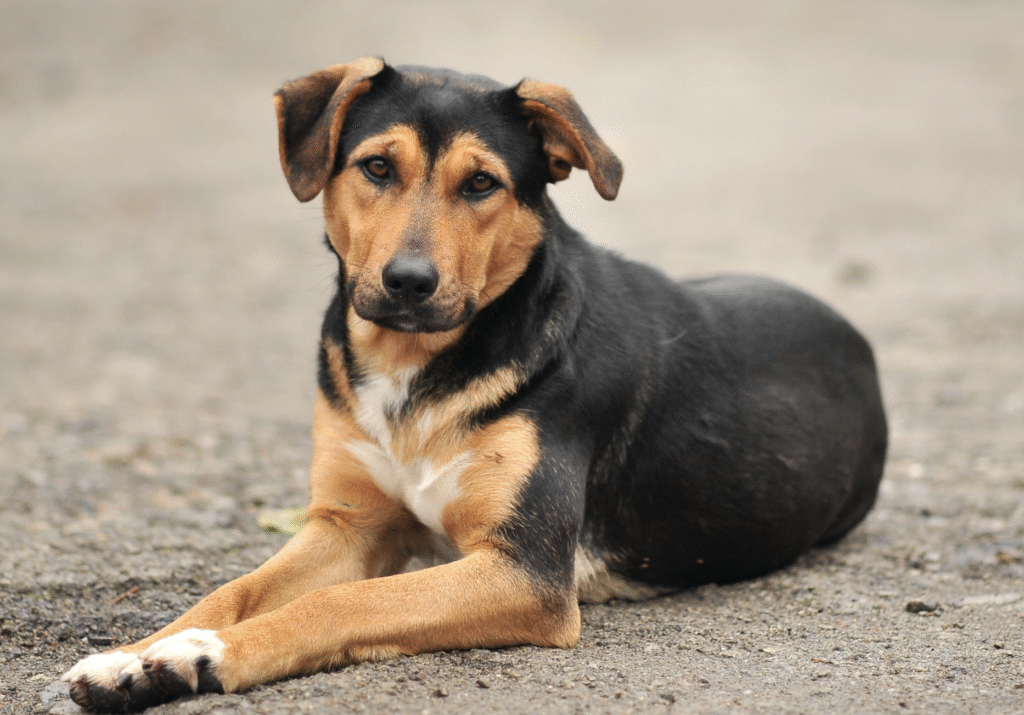 Perro Callejero 1 perro callejero 1